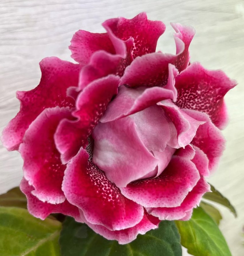 Gloxinia " La Marseillaise " 5 Seeds