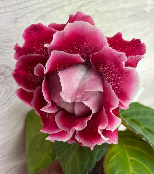 Gloxinia " La Marseillaise " 5 Seeds