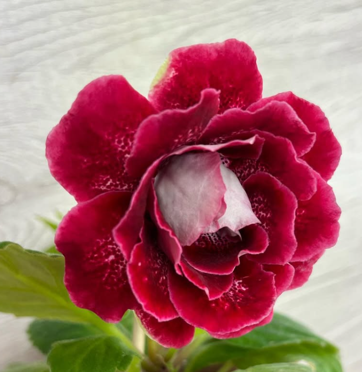 Gloxinia " Ms. Monika " 5 Seeds