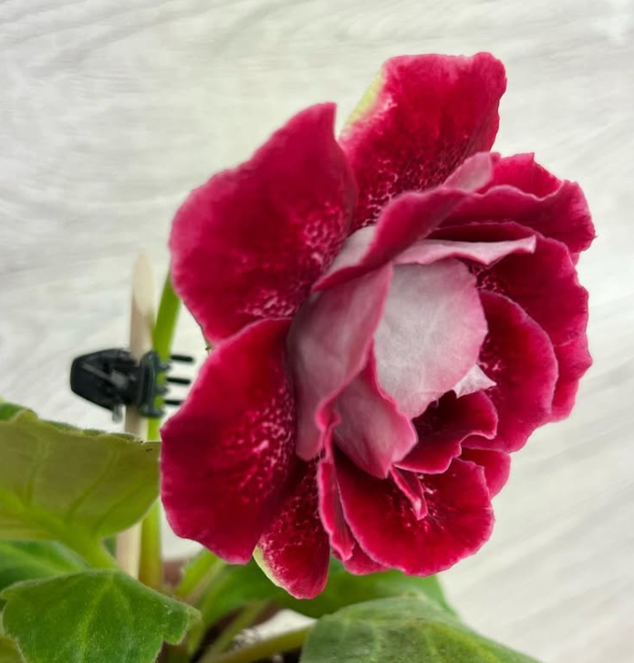 Gloxinia " Ms. Monika " 5 Seeds