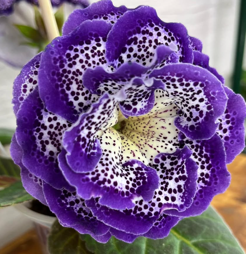 Gloxinia " Akira " 5 Seeds