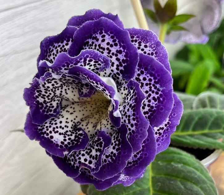 Gloxinia " Akira " 5 Seeds