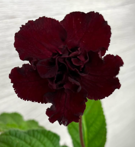 Streptocarpus " DS-1949 " 55 Seeds