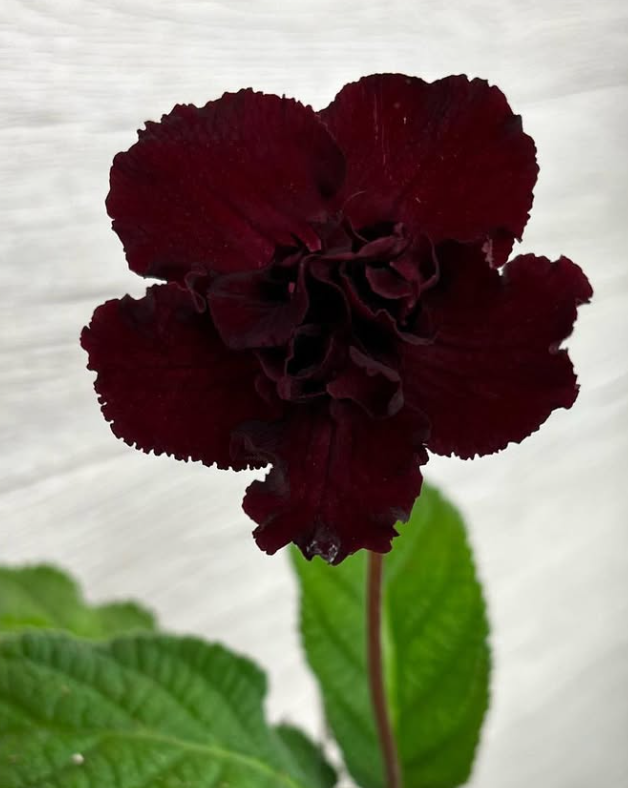 Streptocarpus " DS-1949 " 55 Seeds