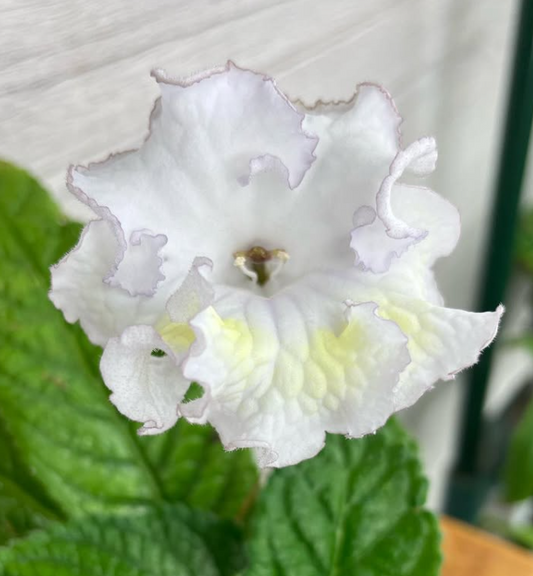 Streptocarpus " DS-1795 " 55 Seeds