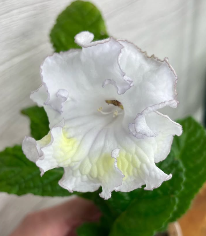 Streptocarpus " DS-1795 " 55 Seeds