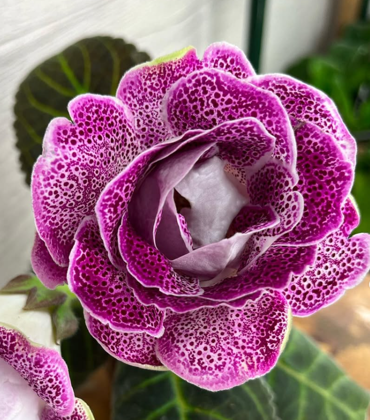 Gloxinia " Rhapsody " 5 Seeds