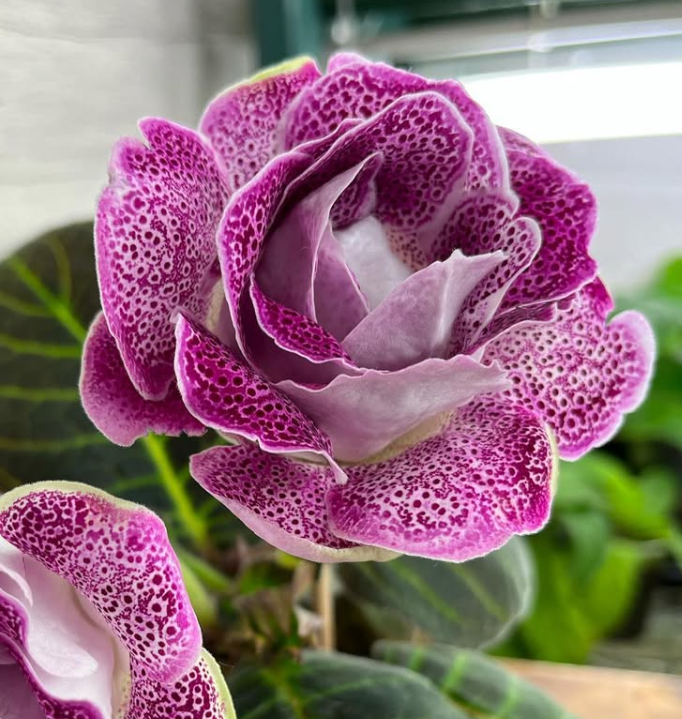 Gloxinia " Rhapsody " 5 Seeds