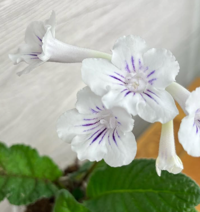 Streptocarpus " Bristol’s Lollipop " 55 Seeds