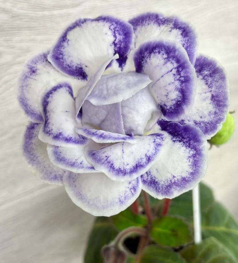 Gloxinia " Yulia " 5 Seeds