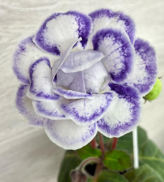 Gloxinia " Yulia " 5 Seeds