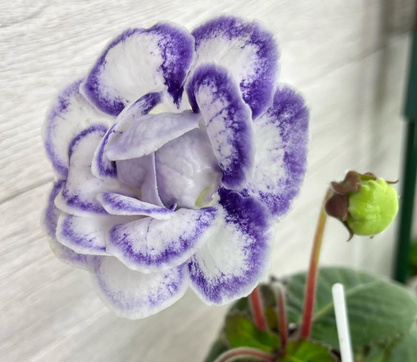 Gloxinia " Yulia " 5 Seeds