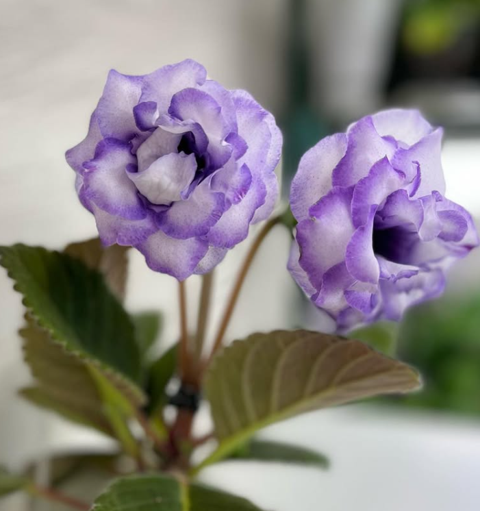 Gloxinia " Ice crystal " 5 Seeds