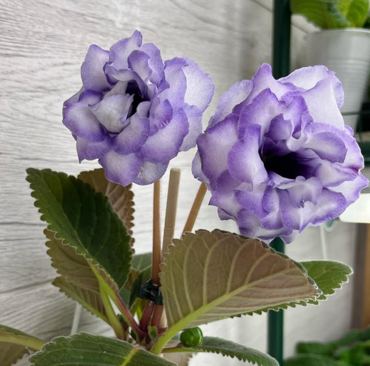 Gloxinia " Ice crystal " 5 Seeds