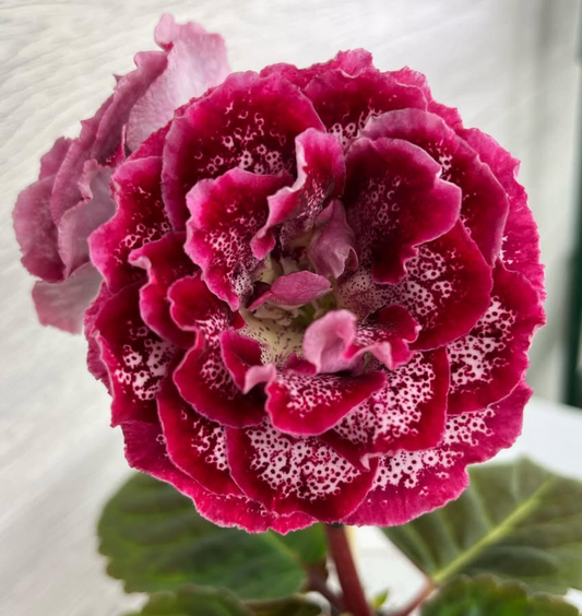 Gloxinia " Freya " 5 Seeds