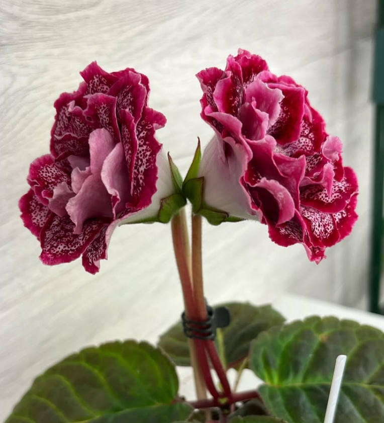 Gloxinia " Freya " 5 Seeds
