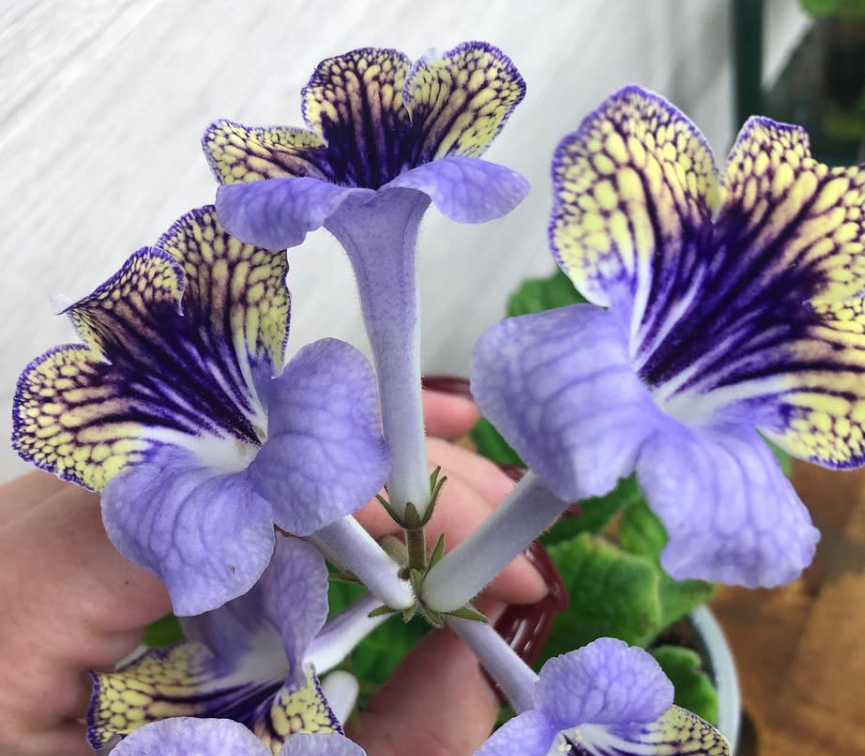 Streptocarpus " Anwen " 55 Seeds