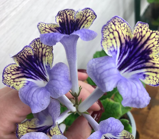 Streptocarpus " Anwen " 55 Seeds