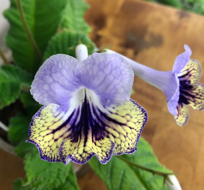 Streptocarpus " Anwen " 55 Seeds