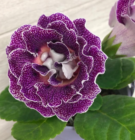 Gloxinia " Graffiti " 5 Seeds