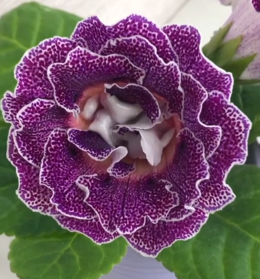 Gloxinia " Graffiti " 5 Seeds
