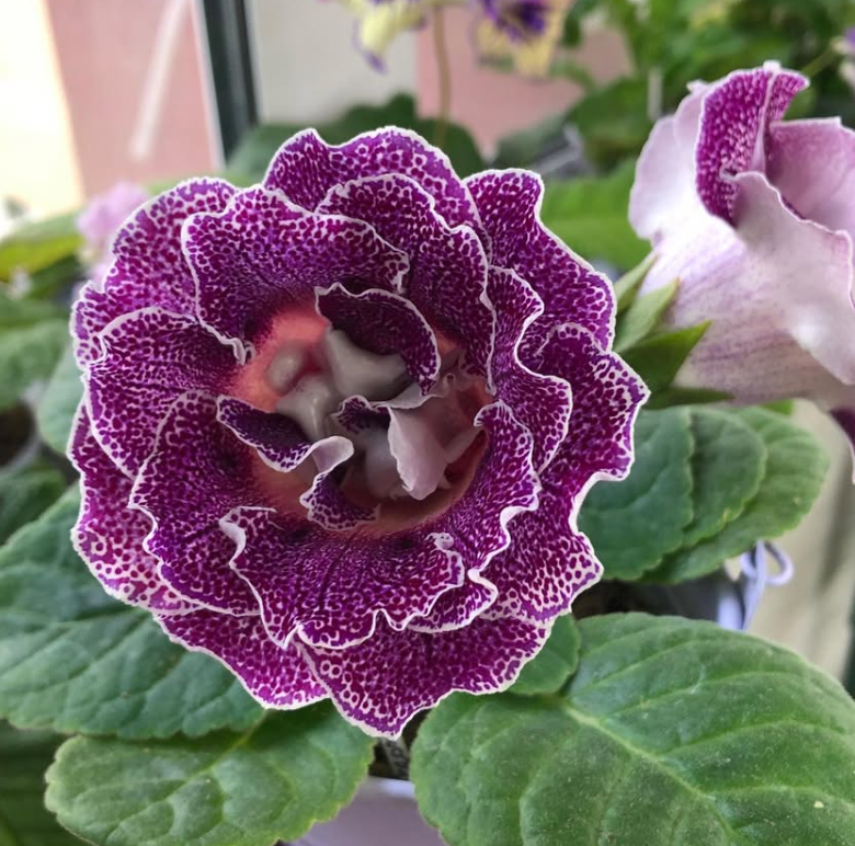 Gloxinia " Graffiti " 5 Seeds