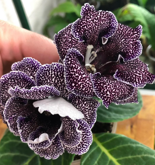 Gloxinia " Sanctum " 5 Seeds