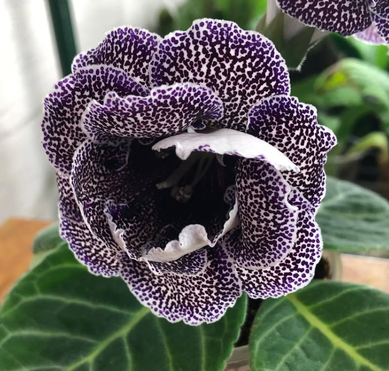 Gloxinia " Sanctum " 5 Seeds