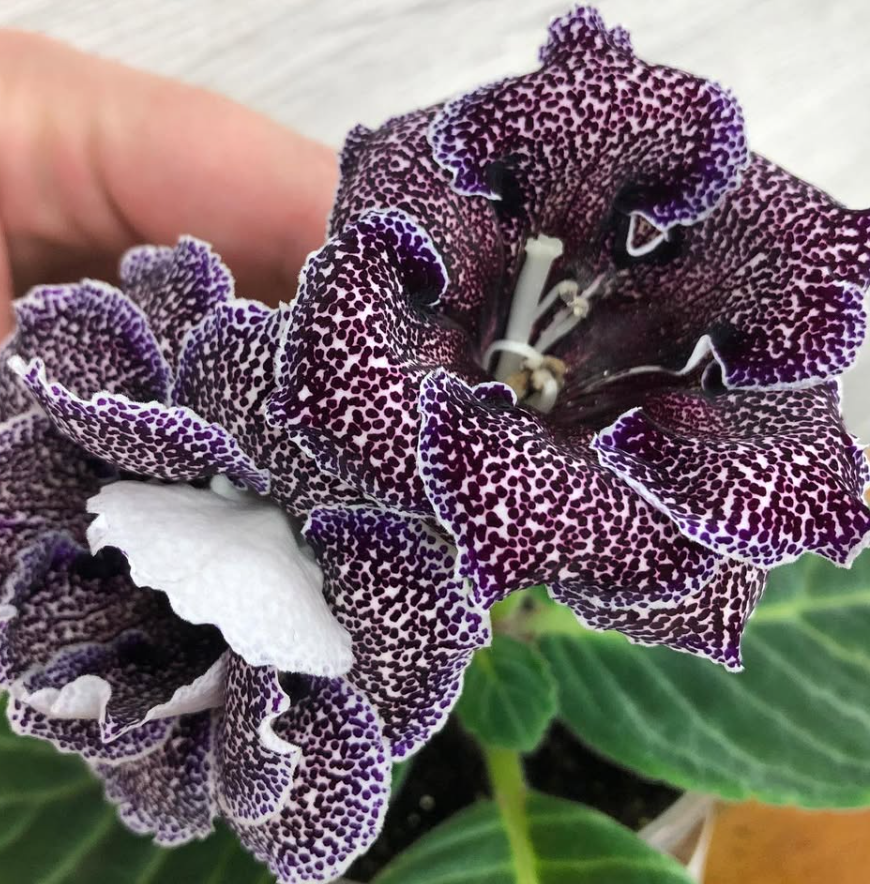 Gloxinia " Sanctum " 5 Seeds