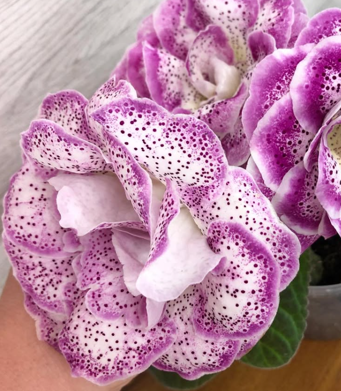 Gloxinia " Salome " 5 Seeds