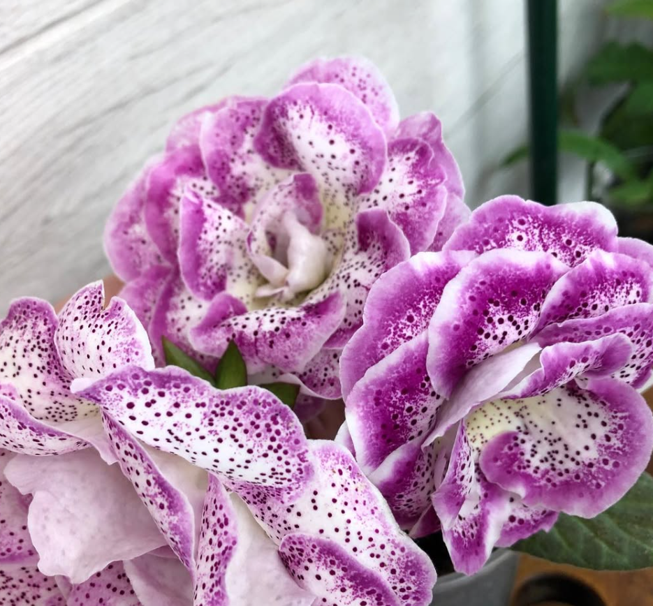 Gloxinia " Salome " 5 Seeds