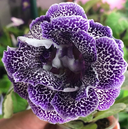 Gloxinia " Bengal Cat " 5 Seeds