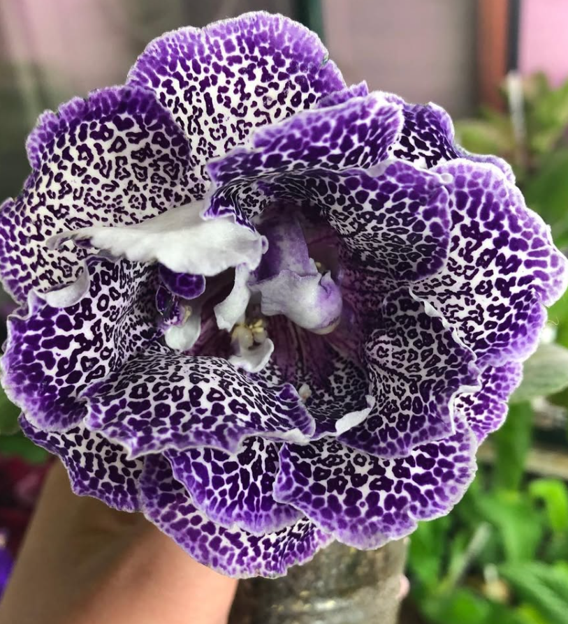 Gloxinia " Bengal Cat " 5 Seeds