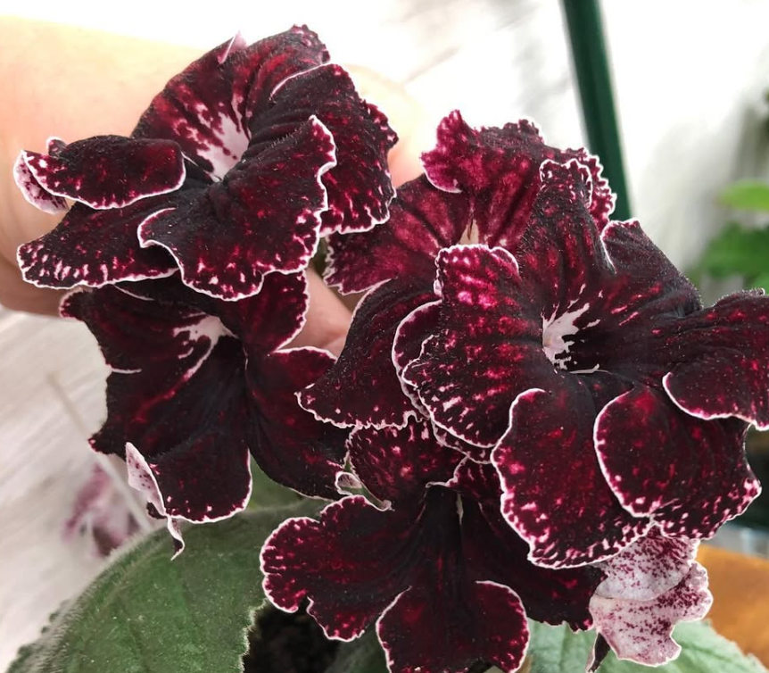 Streptocarpus " DS-2052 " 55 Seeds