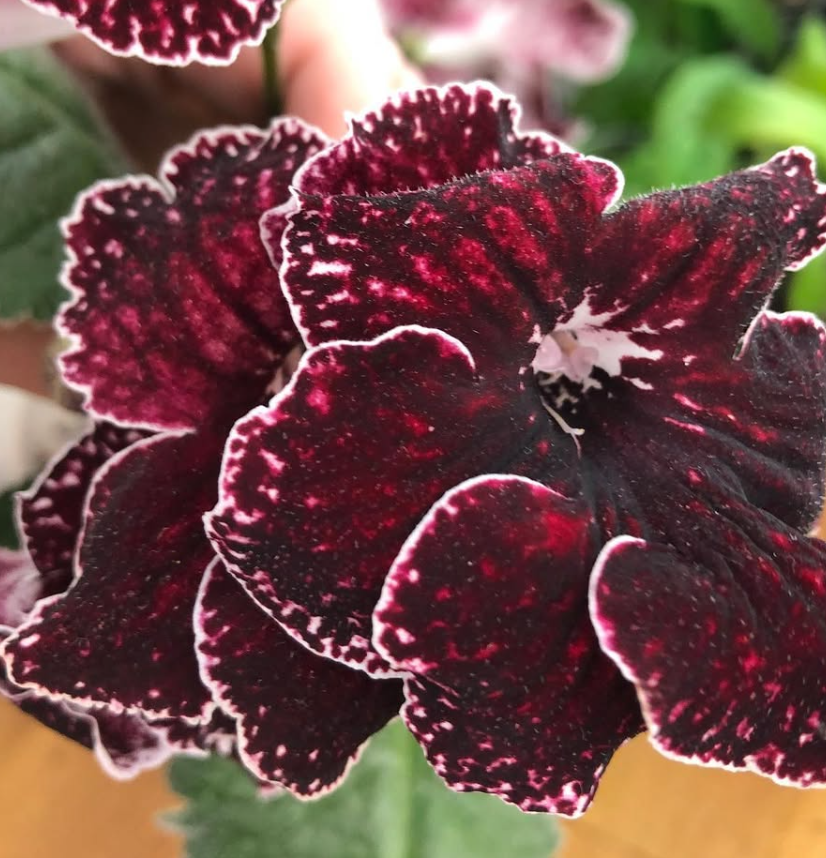Streptocarpus " DS-2052 " 55 Seeds