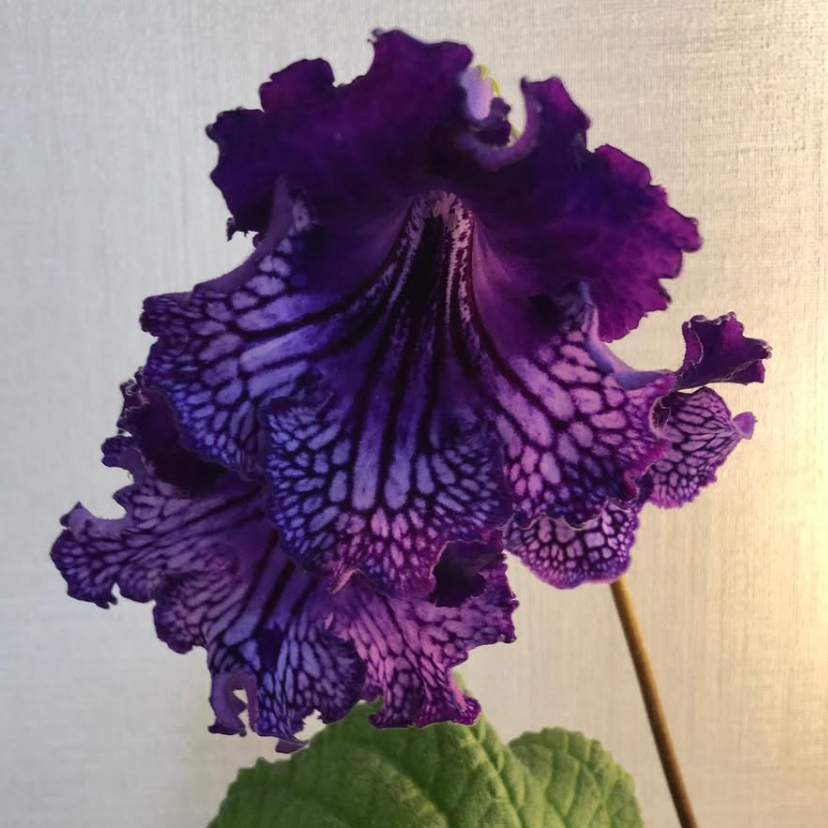 Streptocarpus " Midnight Poison " 55 Seeds