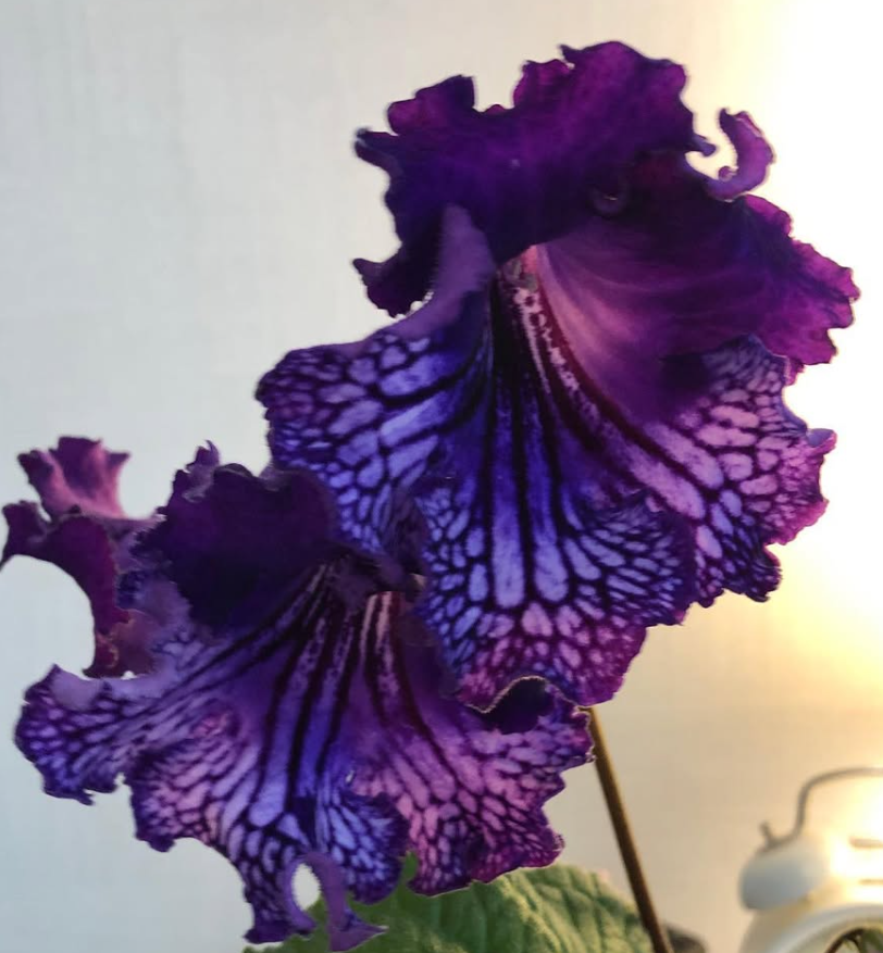 Streptocarpus " Midnight Poison " 55 Seeds