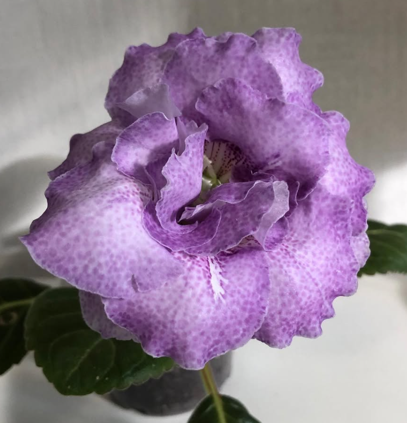 Streptocarpus " Lavender " 55 Seeds