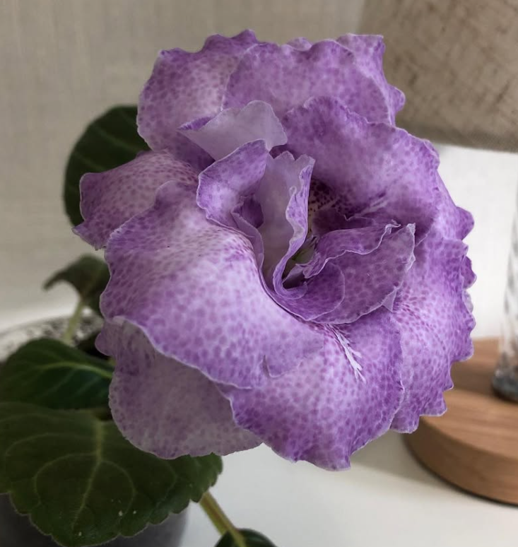 Streptocarpus " Lavender " 55 Seeds