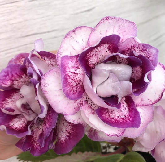 Gloxinia " Beauty Queen " 5 Seeds
