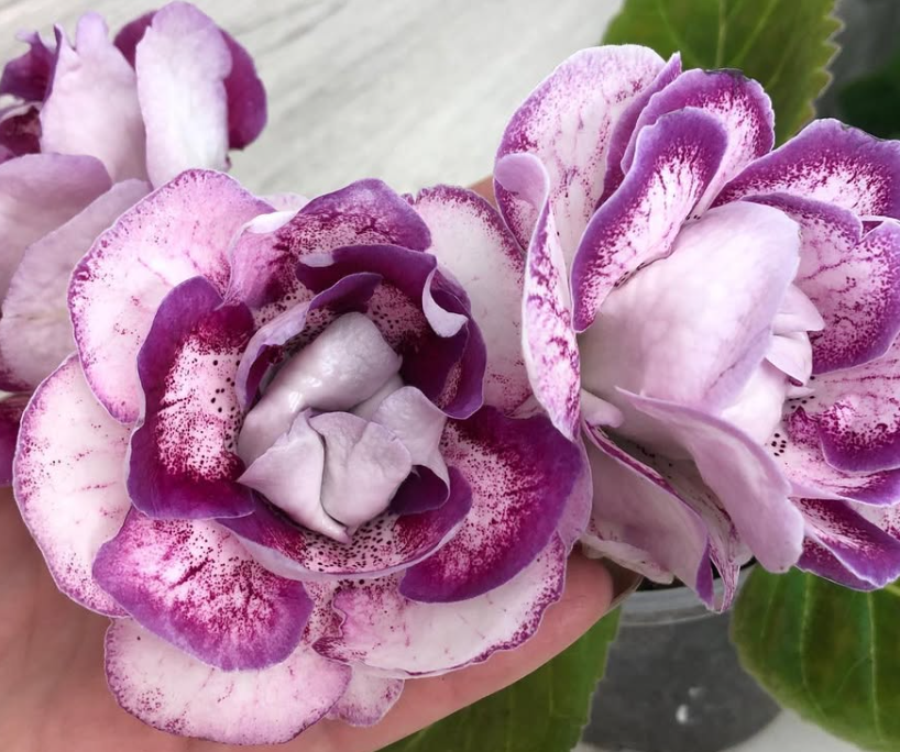 Gloxinia " Beauty Queen " 5 Seeds