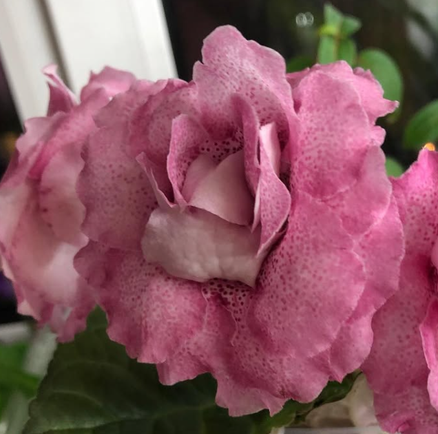 Gloxinia " Marta " 5 Seeds