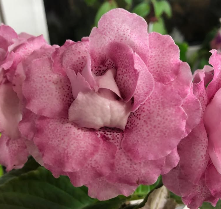 Gloxinia " Marta " 5 Seeds