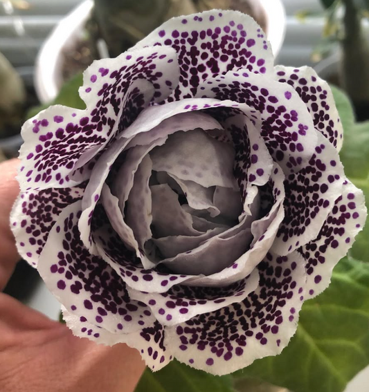 Gloxinia " Dark Ethel " 5 Seeds