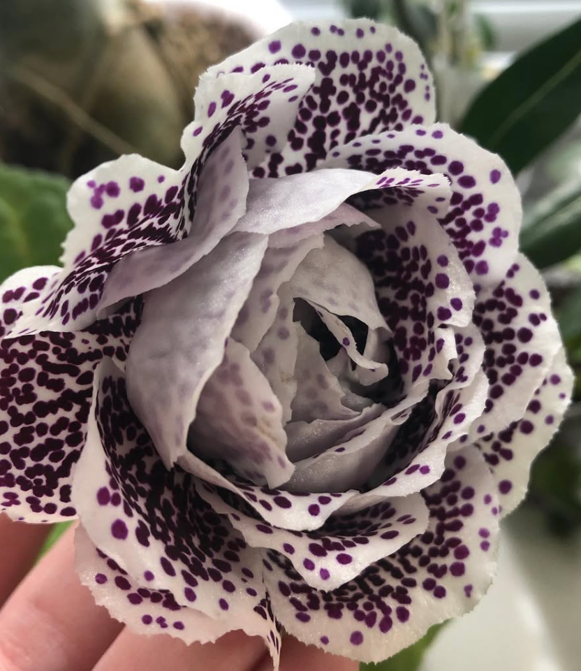 Gloxinia " Dark Ethel " 5 Seeds