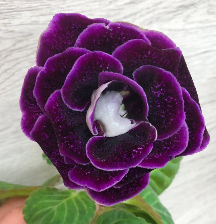 Gloxinia " Night Serenade " 5 Seeds