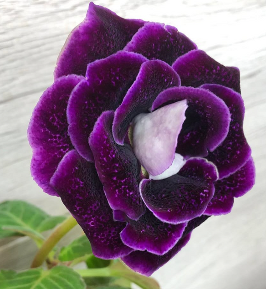 Gloxinia " Night Serenade " 5 Seeds