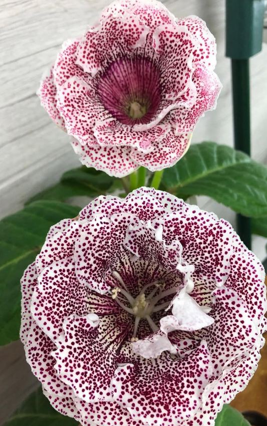 Gloxinia " Silent Smile " 5 Seeds