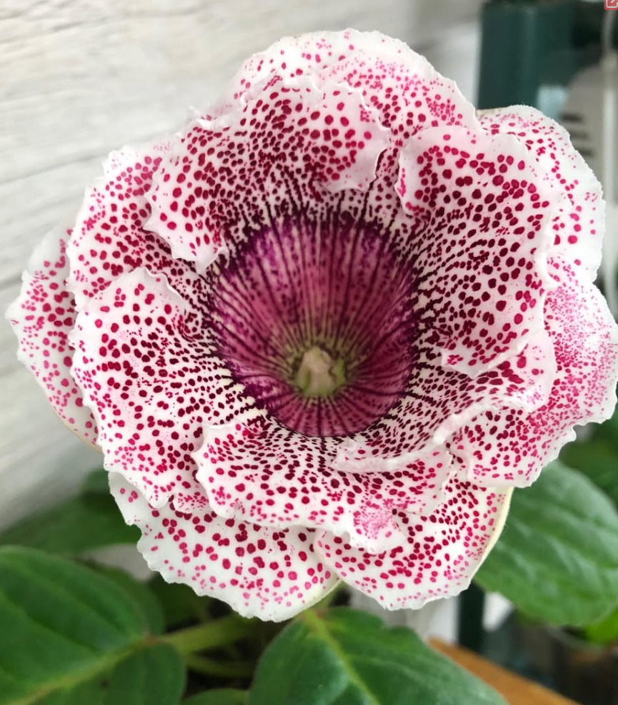 Gloxinia " Silent Smile " 5 Seeds