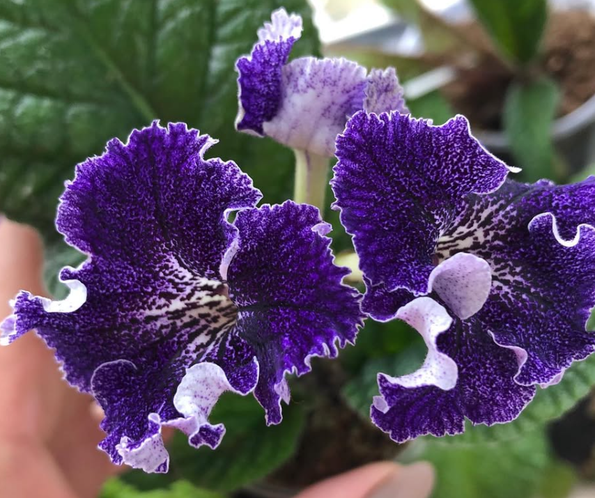 Streptocarpus " DS-2410 " 55 Seeds